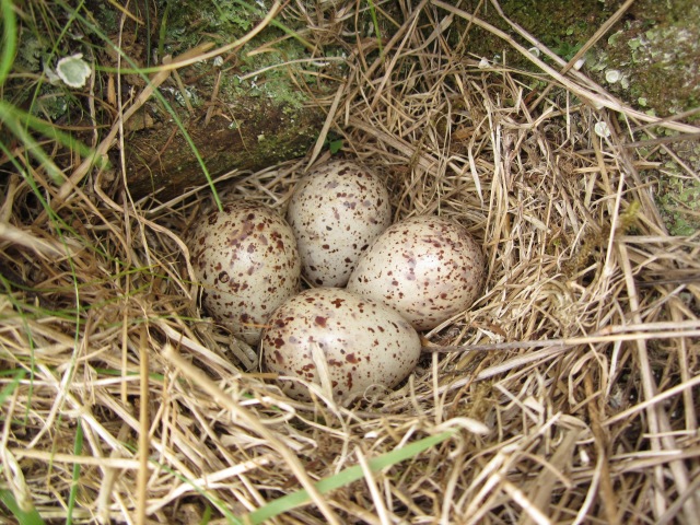 Common Sandpiper nest